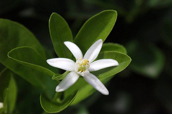 橙花风景,橙子橙花,橙花(第4页)_大山谷图库
